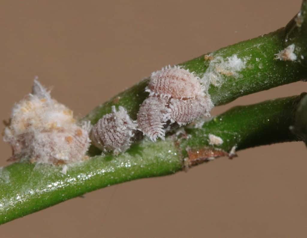 Est-ce que les cochenilles sont nuisibles contre les arbres fruitiers